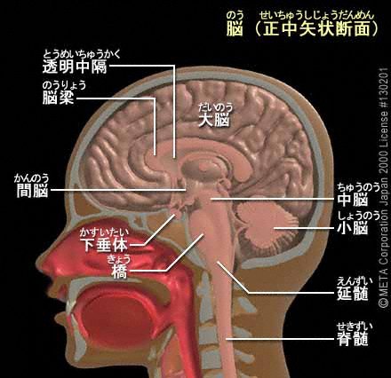 首ポキ解消法の真相 首をポキポキ鳴らすのは本当に危険なのか 脳血管障害や死亡リスクとの関連性 肩こりや首こりの解消と改善なら鍼灸マッサージ院の肩こりラボ