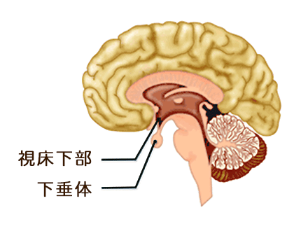 視床下部と下垂体の位置