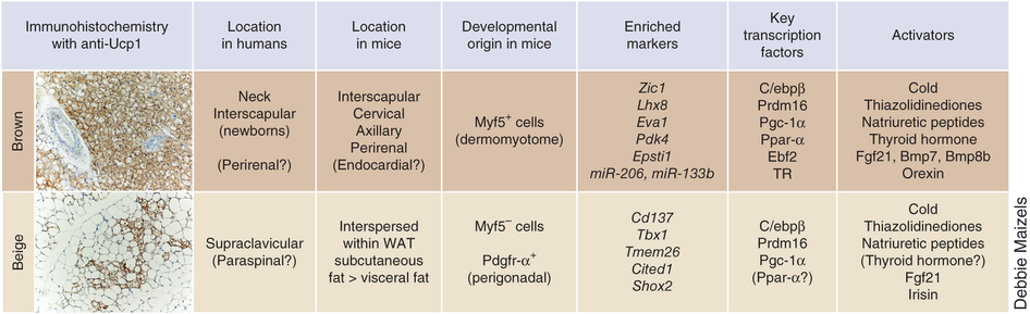 褐色脂肪細胞には2種類ありその違いに関する表