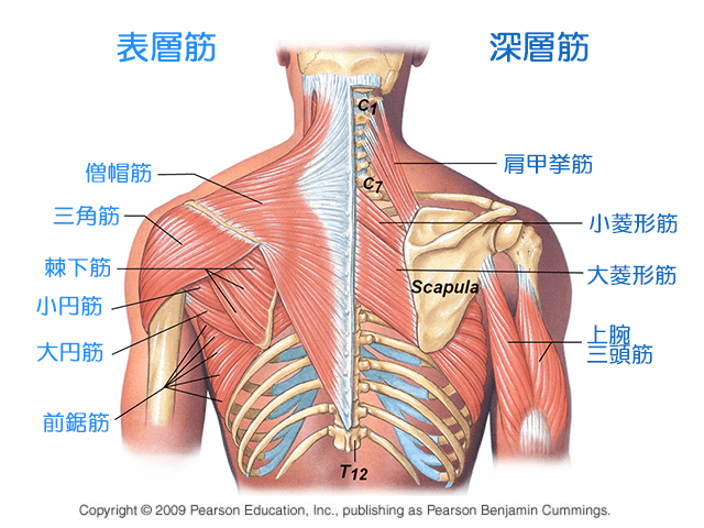 肩周辺の筋肉