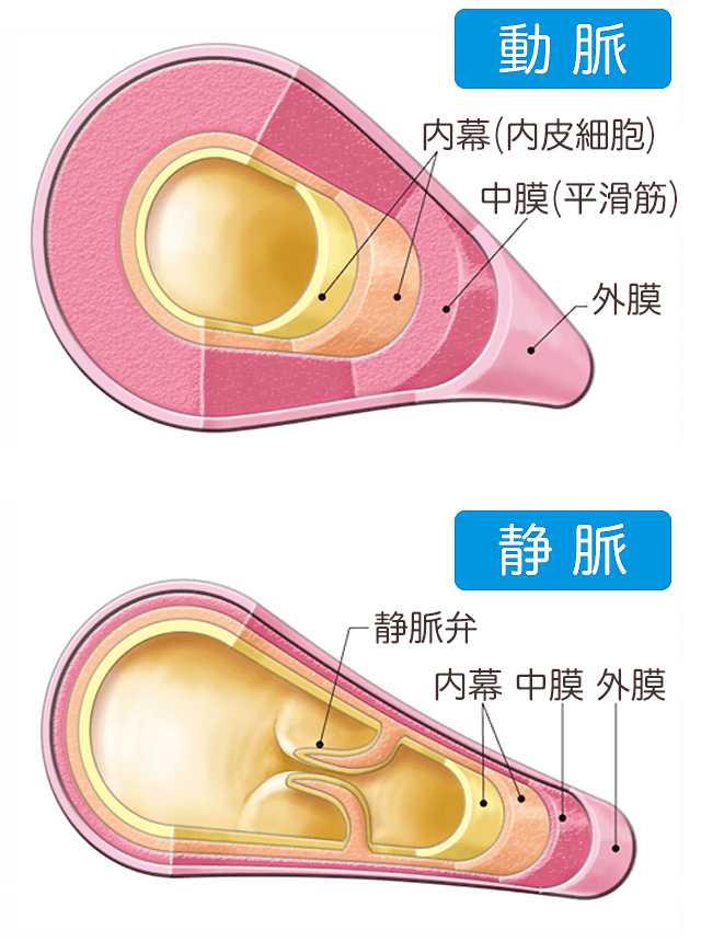 動脈と静脈の構造