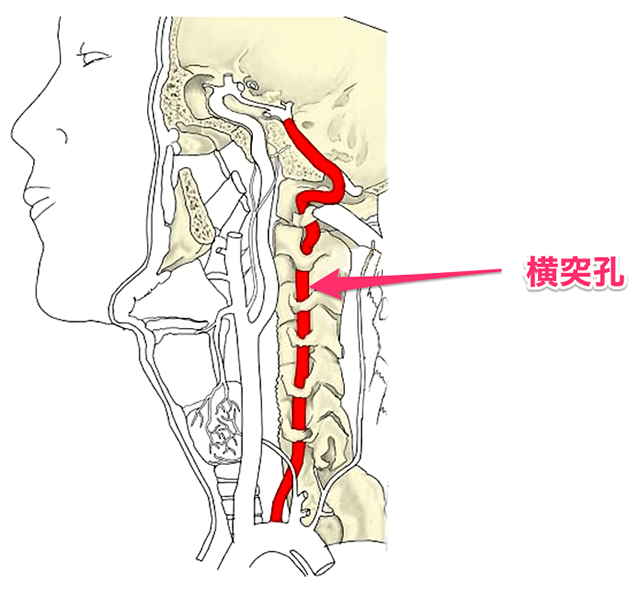 横突孔に沿って椎骨動脈は走行