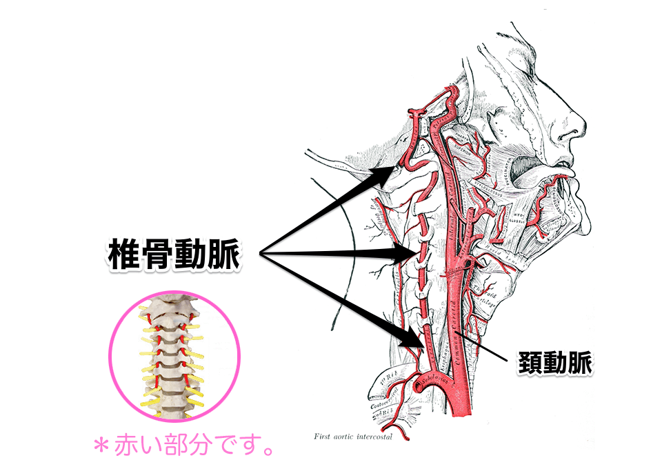 頚動脈と椎骨動脈の説明図