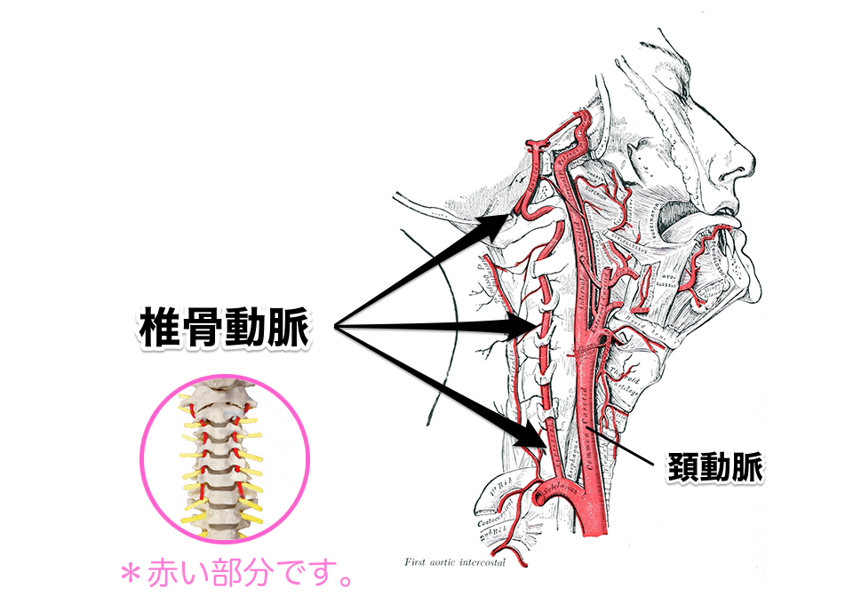 首の骨と椎骨動脈解離の正しい知識 自分の体は自分で守りましょう 肩こりや首こりの治療や解消なら専門情報サイト肩こりラボ