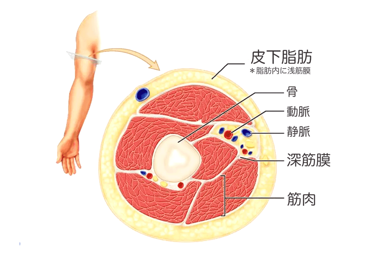 筋筋膜の構造図